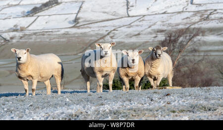 Texel Schafe warten auf die Gebühr in einer Weide an einem frostigen Winter morgen. North Yorkshire, UK. Stockfoto