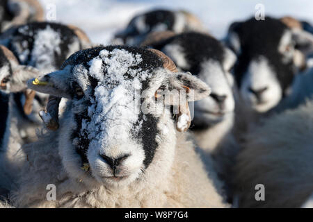 Swaledale Schafe auf Moorland nach dem Schneesturm. North Yorkshire, UK. Stockfoto