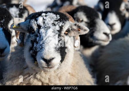 Swaledale Schafe auf Moorland nach dem Schneesturm. North Yorkshire, UK. Stockfoto