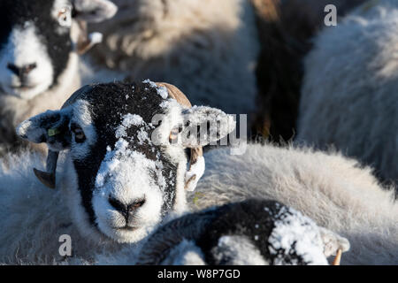 Swaledale Schafe auf Moorland nach dem Schneesturm. North Yorkshire, UK. Stockfoto