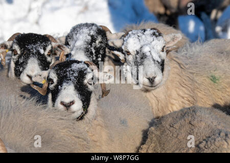 Swaledale Schafe auf Moorland nach dem Schneesturm. North Yorkshire, UK. Stockfoto