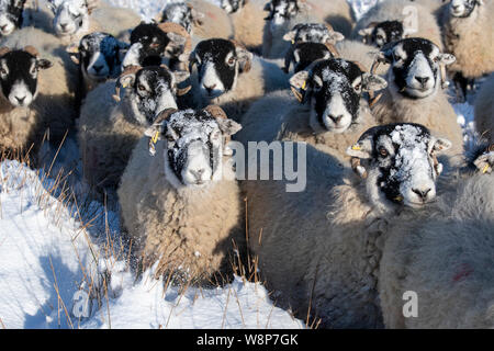 Swaledale Schafe auf Moorland nach dem Schneesturm. North Yorkshire, UK. Stockfoto