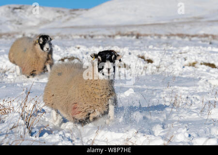 Swaledale Schafe auf Moorland nach dem Schneesturm. North Yorkshire, UK. Stockfoto