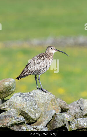 Brachvögel, Numenius arquata, stellte sich auf eine der Trockenmauern Mauer, mit Blick auf seine Jungen in einer Hochebene Weide, Wensleydale, North Yorkshire, UK. Stockfoto