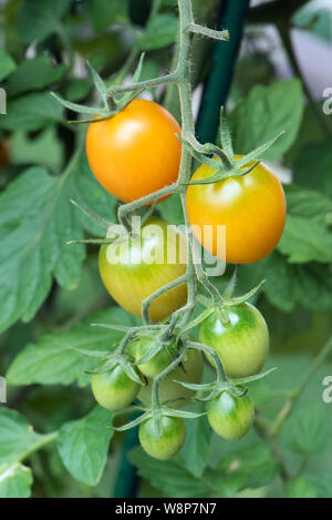 Mini orange Tomaten reifen auf der Rebe. Stockfoto