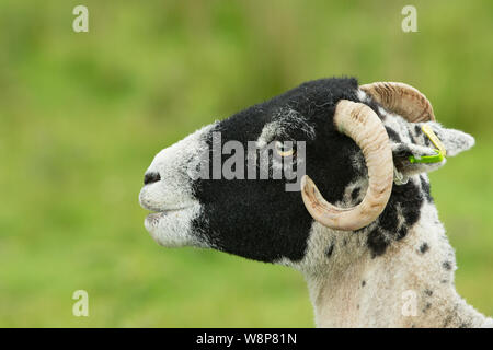 Swaledale Ewe mit geschoren Fleece und Curly Hörner. Close Up, Kopf und Schultern. Nach links. Sauber, grünen Hintergrund. Landschaft, Raum für Kopie Stockfoto