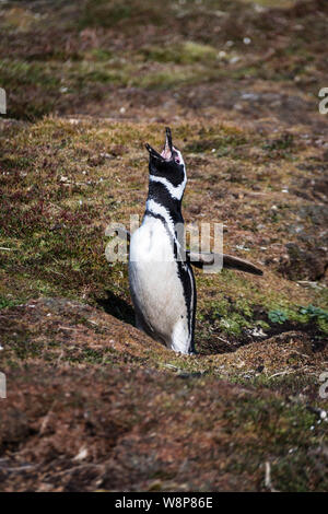 Cute nach Magellanic Penguin, Spheniscus magellanicus, Aufruf an seinem Burrow, Sea Lion Island, auf den Falkland-inseln, Britisches Überseegebiet Stockfoto