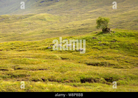 Ein einsamer Baum am Fuß der Berge im Glen Shiel in der Nähe der Ufer von Loch Cluanie in der nordwestlichen Highlands von Schottland. Stockfoto