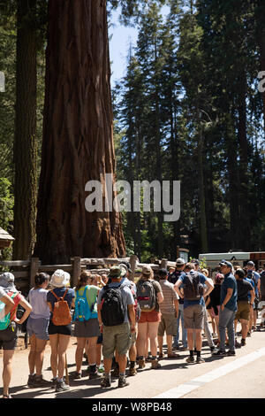 Sequoia Park, CA: Der grösste Baum der Welt in der mammutbäume Nationalpark namens General Sherman von Touristen umgeben. Stockfoto