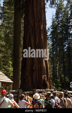 Sequoia Park, CA: Der grösste Baum der Welt in der mammutbäume Nationalpark namens General Sherman von Touristen umgeben. Stockfoto