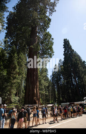 Sequoia Park, CA: Der grösste Baum der Welt in der mammutbäume Nationalpark namens General Sherman von Touristen umgeben. Stockfoto