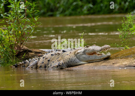 Das Amerikanische Krokodil ist eine große Krokodile, Längen bis zu 7 m (4 m, durchschnittliche Erwachsene Größe erreichen können) Stockfoto