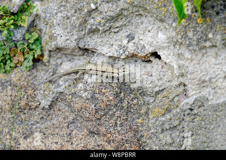 Wand Eidechse auf einem Felsen in Passau, Deutschland Stockfoto