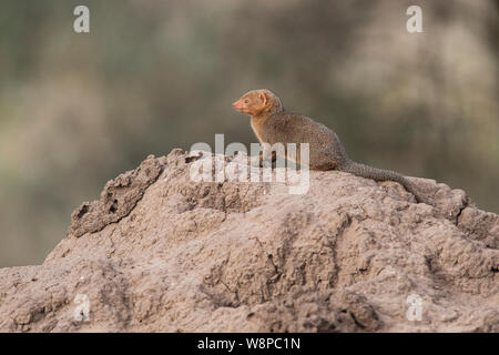 Dwarf mongoose (Helogale parvula) an den in termite Damm Stockfoto