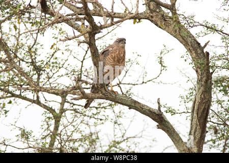 Juvenile östlichen Chanting goshawk (Melierax poliopterus) Stockfoto