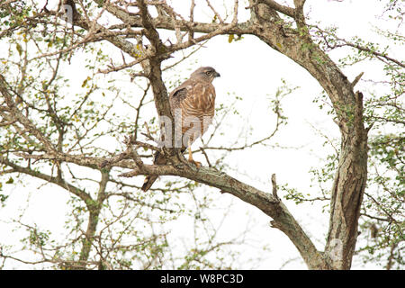 Juvenile östlichen Chanting goshawk (Melierax poliopterus) Stockfoto