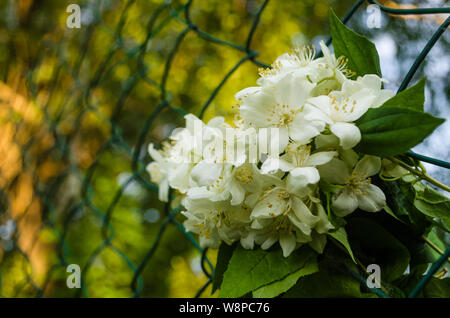 In der Nähe von Metall Kette - link im Garten. White Jasmin mit grünen Blättern in Diamant Drahtgitter Zaun auf verschwommen grünen Hintergrund. Bügeleisen grati Stockfoto