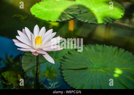 Schöne rosa Seerose oder Lotus Blume im Teich Nahaufnahme Stockfoto