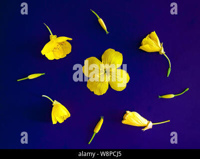 Zusammensetzung der gelben Blüten und Knospen auf einem lila Hintergrund. Flach. Kopieren Sie Platz. Stockfoto
