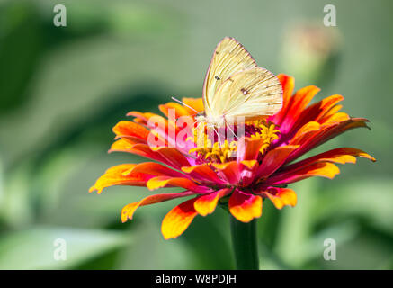 Nahaufnahme des getrübt Schwefel Schmetterling Colias philodice) Nektar schlürfen von orange Zinnia Blume im Garten, Quebec, Kanada Stockfoto