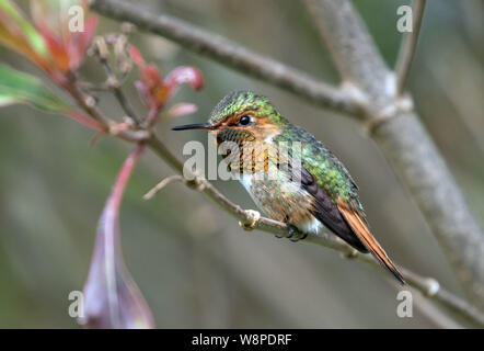 Nahaufnahme des Funkelndes Kolibri (Selasphorus Scintilla) auf Niederlassung in Talamanca Bergen, Panama. Zweite kleinsten Kolibri der Welt Stockfoto