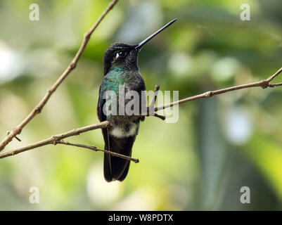 Nahaufnahme der Jugendlichen männlichen Talamanca Kolibri (Eugenes californica) hocken auf einem Zweig in der Nähe von Boquete, Panama Stockfoto