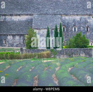 Lavendelfelder in der Senanque Abteikirche. Provence, Frankreich Stockfoto