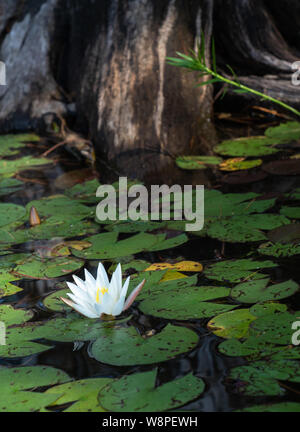 Teich Szene mit einem wunderschönen weißen Lilie gegen Deadwood stumpf An einem Sommermorgen im nördlichen Ontario Kanada kontrastiert Stockfoto