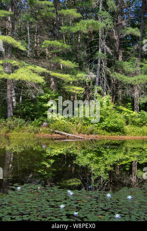 Schönen grünen Schattierungen von Sonnenbeschienenen immergrüne Zweige an den Bäumen um eine noch Teich mit Lilien umgeben Stockfoto