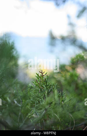 (Selektive Fokus) Nahaufnahme eines grünen Wacholder an der Küste von Sardinien, Italien wachsen. Stockfoto