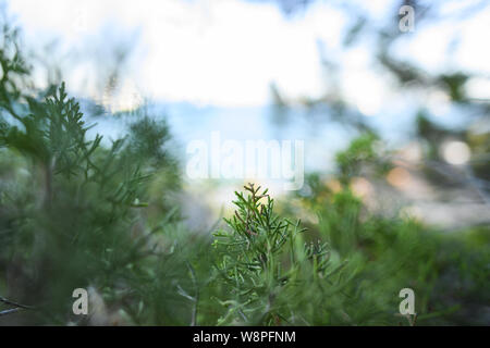 (Selektive Fokus) Nahaufnahme eines grünen Wacholder an der Küste von Sardinien, Italien wachsen. Stockfoto