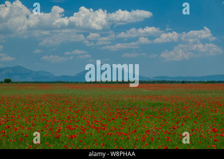 Feld der Mohn. Hochebene von valensole. Provence, Frankreich. Stockfoto