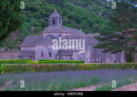 Provence.Frankreich.die romanische Zisterzienserabtei Notre Dame von Senanque aus dem 12. Jahrhundert, in blühenden Lavendelfeldern der Provence. Stockfoto