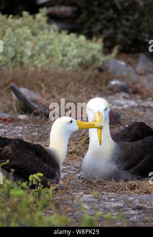 Albatross Vögel auf Galapagos Inseln genommen Stockfoto