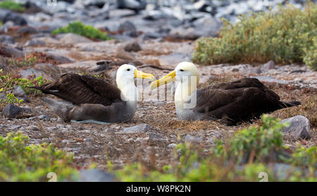 Albatross Vögel auf Galapagos Inseln genommen Stockfoto