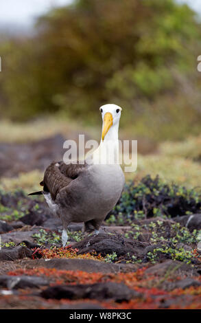 Albatross Vögel auf Galapagos Inseln genommen Stockfoto