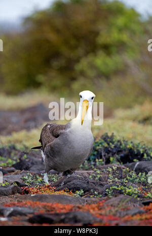 Albatross Vögel auf Galapagos Inseln genommen Stockfoto