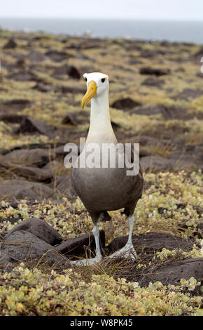 Albatross Vögel auf Galapagos Inseln genommen Stockfoto