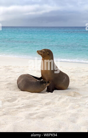 Galapagos Seelöwen am Strand Stockfoto