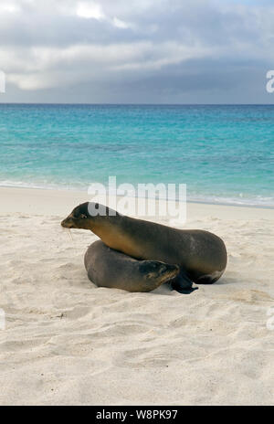 Galapagos Seelöwen am Strand Stockfoto