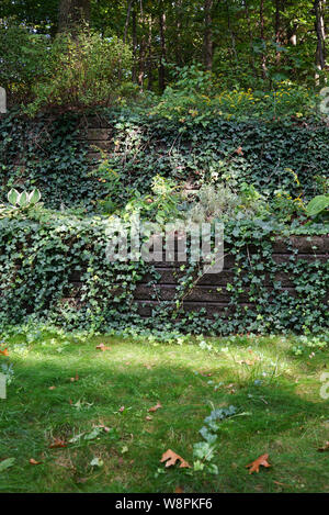 Wald im Hinterhof des Hauses. Große Schritte der Terrasse Aufstieg zu den Bäumen. Ivy locken entlang der Oberfläche der Terrasse und Büsche wachsen. Stockfoto