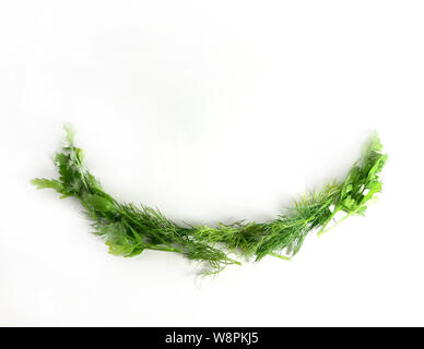 Grünen Grenze, Ökologie, Ernährung, Dill. Isolierte grüne Linie für Design, weißer Hintergrund, modern. Stockfoto