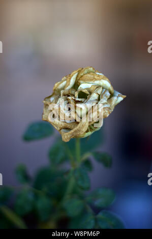 Verwelkt weiße Rose. Stockfoto