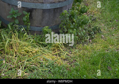 Glyphosphate Unkrautmörder Unkräuter auf den Gemüsegarten Pfad zu töten Stockfoto