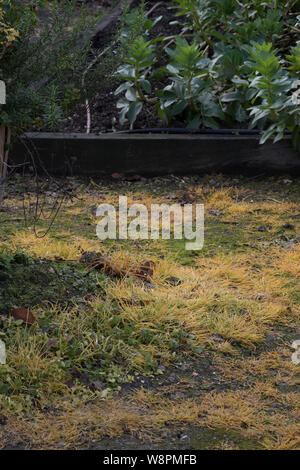 Glyphosphate Unkrautmörder Unkräuter auf den Gemüsegarten Pfad zu töten Stockfoto