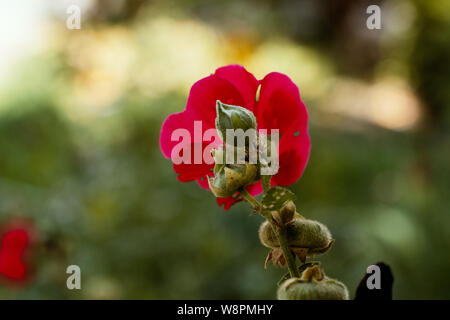 Nahaufnahme der nicht verstopften roten Blume im Garten auf einem verschwommenen Hintergrund mit grünen Früchten, die daran hängen Stockfoto