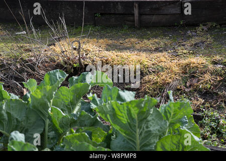 Glyphosphate Unkrautmörder Unkräuter auf den Gemüsegarten Pfad zu töten Stockfoto