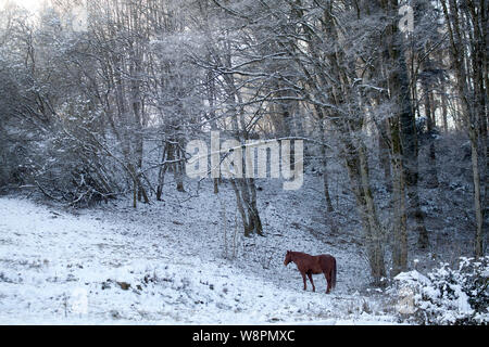 Pferd in der Winterszene draußen auf verschneiten Wiesen Stockfoto