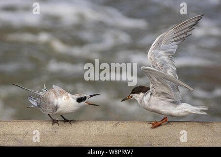 Juvenile Forster tern Betteln von übergeordneten - Sterna forsteri Stockfoto