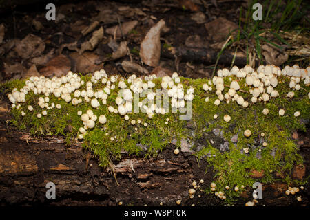 Ein Blick auf das Leben in Neuseeland. Auf der Nahrungssuche nach wunderbaren Winterpilzen: Fairy Ink-Caps (Coprinellus disseminatus). Angaben zufolge essbar. Stockfoto